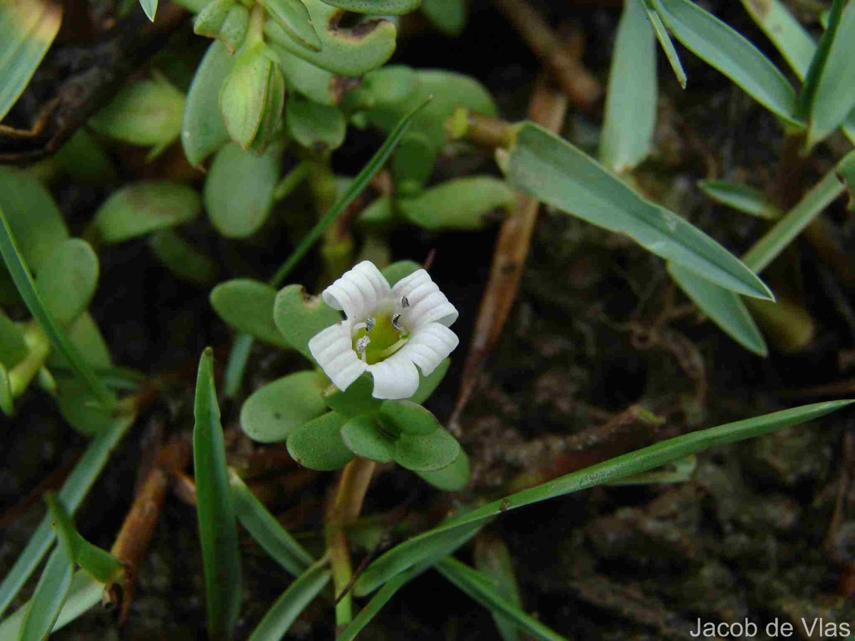 Bacopa monnieri (L.) Wettst.